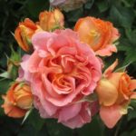 Роза Вивьен Вествуд