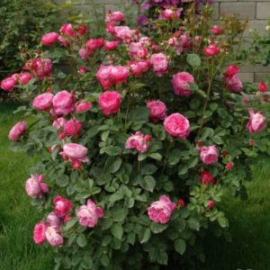 Роза Академия