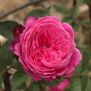 Роза Академия