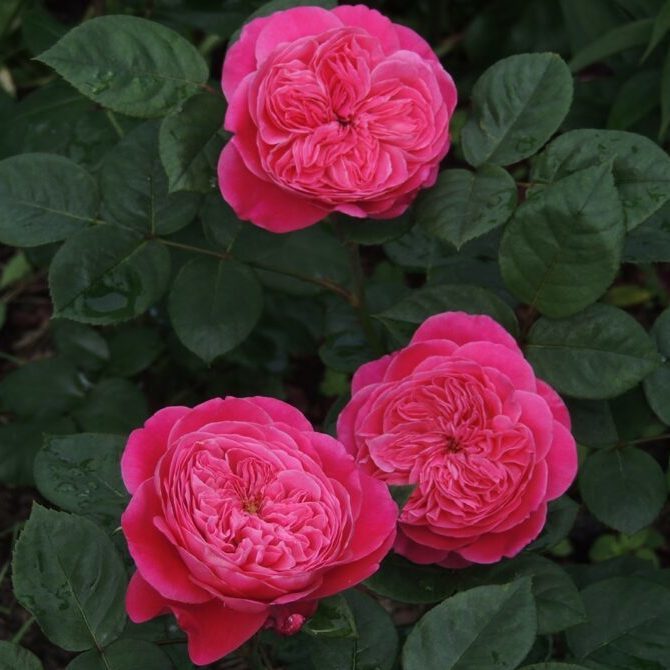 Roza-Akademiya-Accademia-kupit Barni