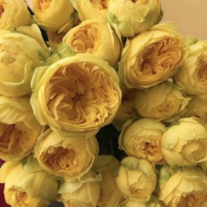 Роза Каталина