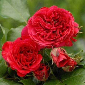 roza-leonardo-da-vinchi-3