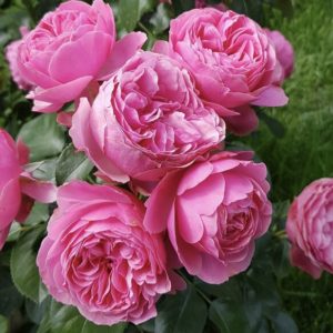 Роза Леонардо Да Винчи