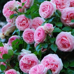 Роза Пьер Де Ронсар