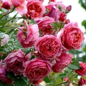 roza-ladyure-laduree-kupit-e1626848105167